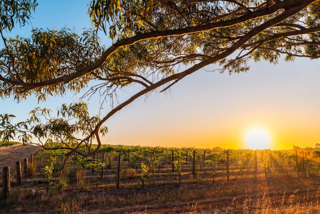 Australia's Barossa Valley